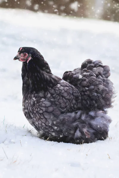 Beautiful Free Range Blue Cochin or Pekin Hen — Stock Photo, Image