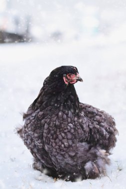 Sweet Free Range Mavi Koçin veya Pekin Tavuğu 