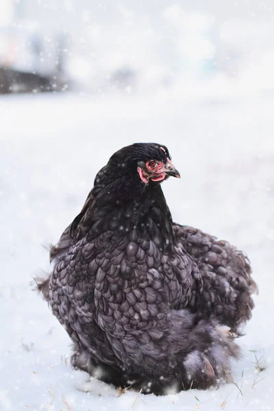 Sweet Free Range Blue Cochin or Pekin Hen — Stock Photo, Image