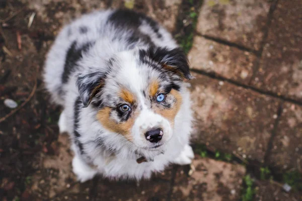 Lindo poco australiano pastor cachorro perro —  Fotos de Stock