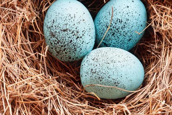 Makro till europeiska Robin Eggs i ett riktigt näste — Stockfoto