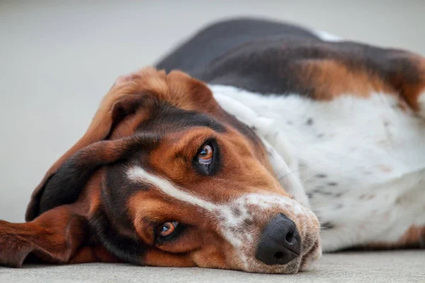 Fajtiszta Háromszínű Álmos Basset Hound Lefekszik Lefekvés Előtt Kamerába Néz — Stock Fotó