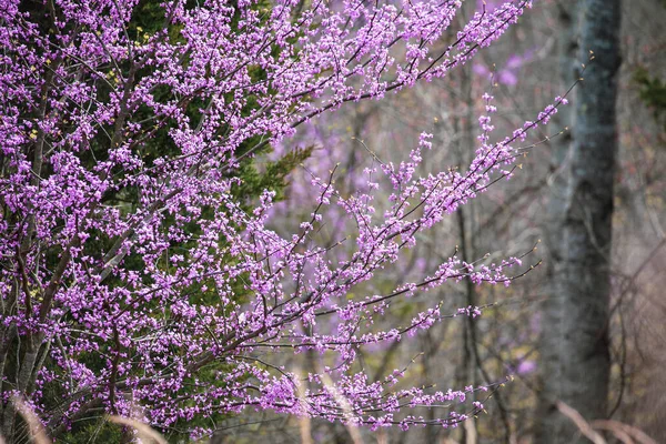 Östlicher Rotbud Baum Cercis Canadensis Beheimatet Östlichen Nordamerika Hier Voller — Stockfoto