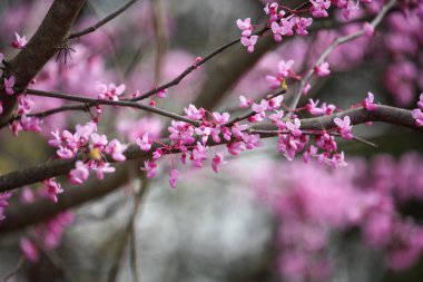 Doğu Redbud Ağacı 'nın soyut bir örneği olan Cercis Canadensis, Kuzey Amerika' nın doğusunda yer alıyor. Burada, Kentucky 'nin güneyinde çiçek açtığı görülüyor. Sığ alan derinliği.
