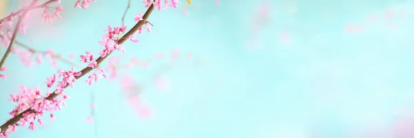 Abstracte Voorjaarsspandoek Van Prachtige Oost Redbud Boom Bloeit Tegen Zachte — Stockfoto