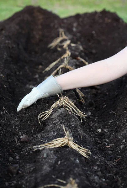 Una Fila Rizomi Corone Asparagi Piantati Una Giovane Donna Letto — Foto Stock