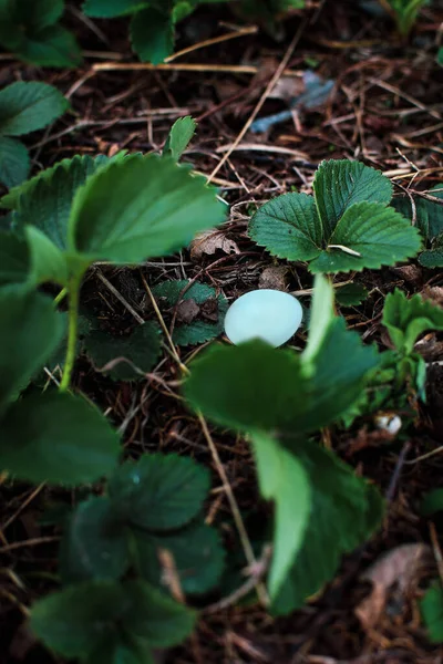 Sebuah Bluebird Timur Tunggal Sialia Sialis Telur Songbird Menendang Keluar — Stok Foto