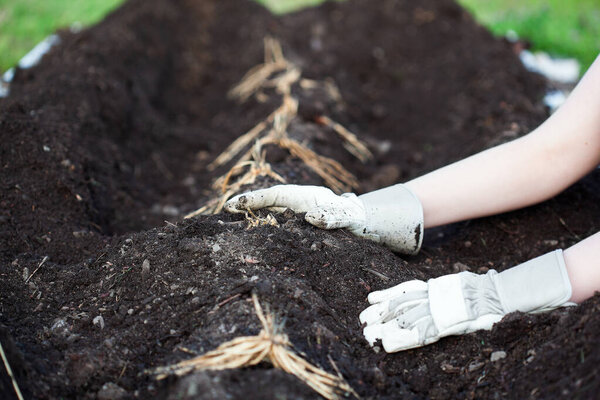 A young woman's hands planting a row of Asparagus rhizomes or crowns in a raised bed filled with organic compost and humus. Shallow depth of field with selective focus on crown of root near back hand.