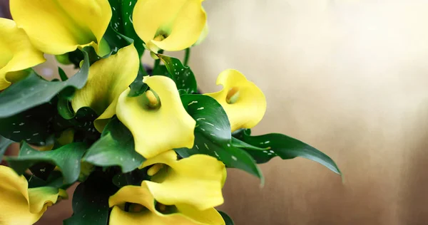 Nad Hlavou Pohled Krásné Žluté Lilie Calla Zantedeschia Aethiopica Nad — Stock fotografie