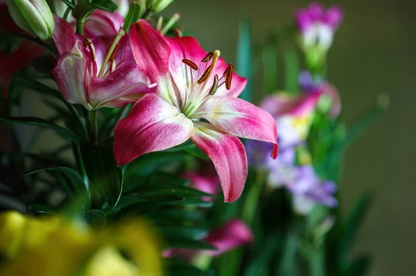 Růžová Bílá Asijská Lily Lilium Auratum Roste Krásné Zahradě — Stock fotografie