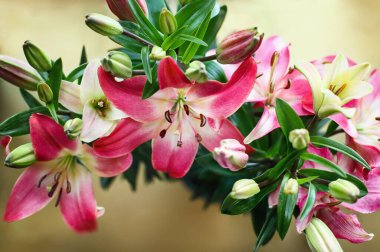 Güzel koyu pembe ve beyaz Asya Zambakları (Oriental Lily), Lilium Hybrid; bakır bir zemin üzerinde. Görüntü görüntüsü üstten. 