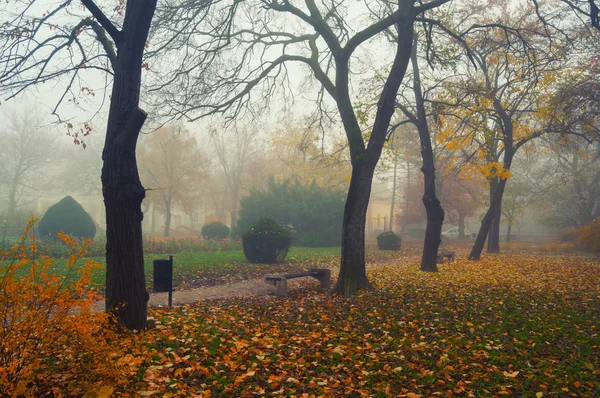 Herfst weergegeven: kleurrijke landschapspark op koude mistige dag. — Stockfoto