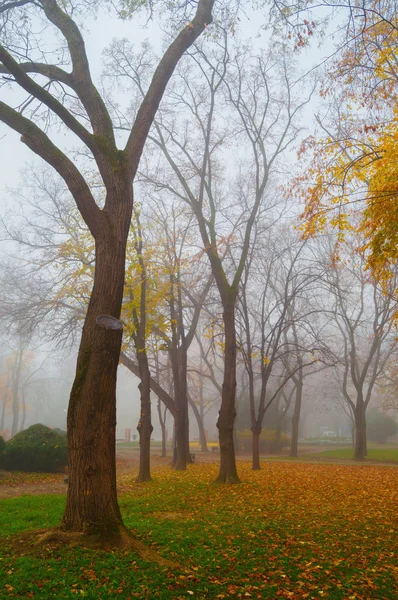 Autumn landscape showing colorful park on cold misty day — Stock Photo, Image