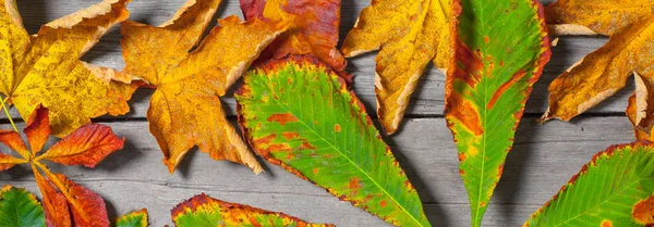 Feuilles colorées d'automne sur la table en bois — Photo