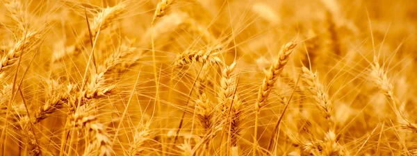 Zralé pšenice před sklizní na zemědělské půdě na slunném letním dni — Stock fotografie