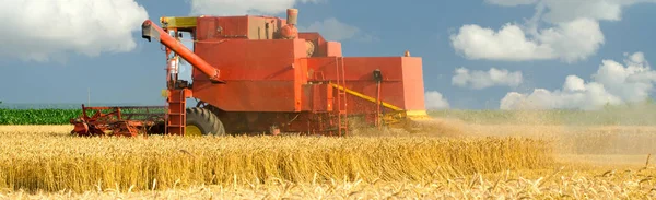 Harvester combine harvesting wheat on sunny summer day — Stock Photo, Image
