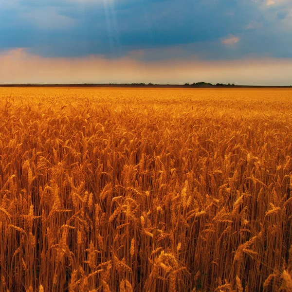 Weizenfeld am bewölkten Tag — Stockfoto