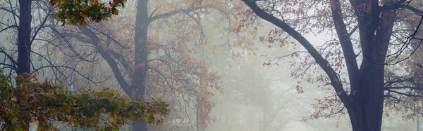 Bela manhã de outono enevoado na floresta — Fotografia de Stock