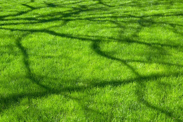 Ombres de branches sur belle herbe fraîche de printemps épaisse le jour ensoleillé — Photo