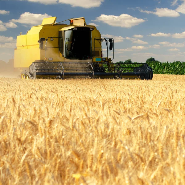 Maaimachine combineren tarwe oogsten op zonnige zomerdag — Stockfoto