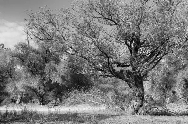 Paysage estival montrant la vieille forêt par une belle journée ensoleillée en noir et blanc — Photo