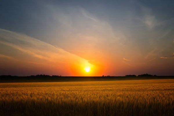 Landbouwirrigatiesysteem besproeiing maïsveld op zonnige zomerdag — Stockfoto