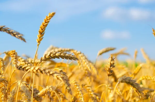 Campo de trigo antes da colheita de verão — Fotografia de Stock