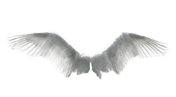 Engelsflügel auf weiß — Stockfoto