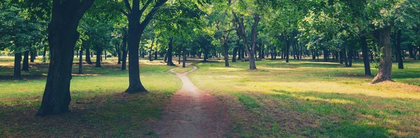 Gångväg genom skogen på solig dag — Stockfoto