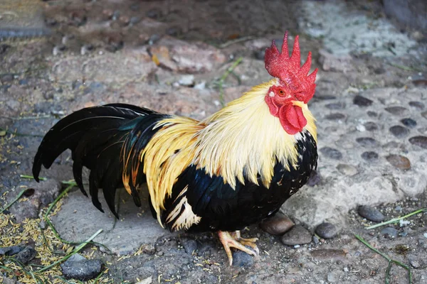Belleza de pollo bantam de Tailandia —  Fotos de Stock
