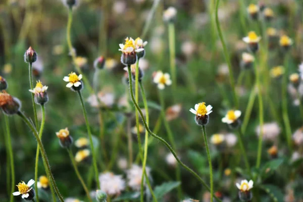 Grass flowers nature background — Stock Photo, Image