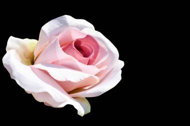 Siyah arka plan üzerine pembe kumaş gül