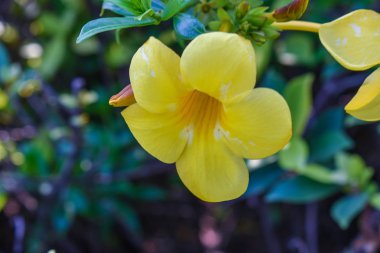 Güzel sarı allamanda çiçekler