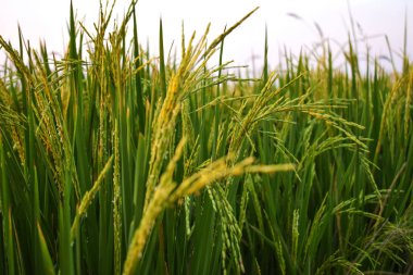 Manzara fotoğraf pirinç tarlaları, pirinç taneleri.