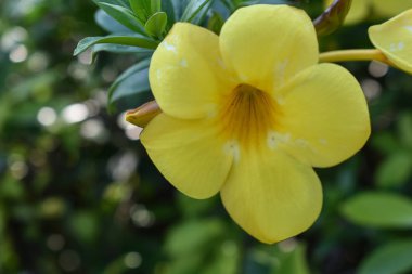 Güzel arka plan sarı çiçekler çiçek.