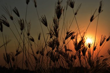 fantastik çim ve günbatımı manzara 