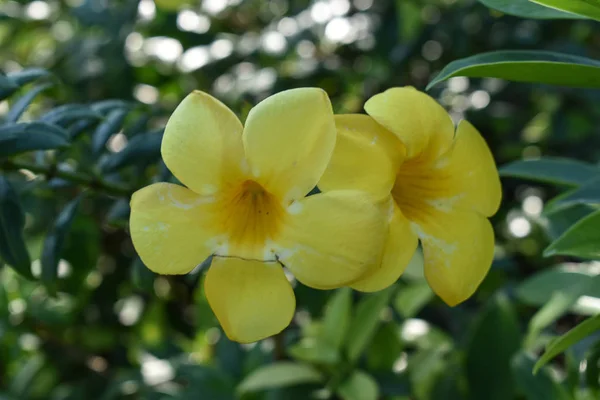 Жовті квіти труба Allamanda на лозі — стокове фото