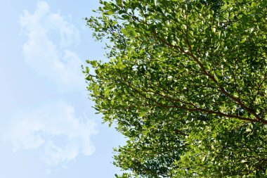 Yeşil yaprakları ve bulut arka plan.