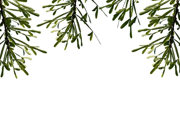 Gröna blad isolerat på den vita bakgrunden för text — Stockfoto