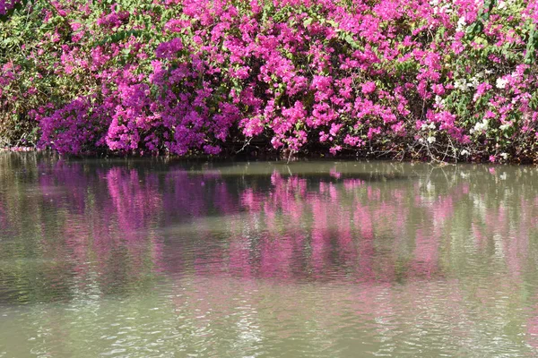 Beautiful pink bougainvillea flowers bloom beside a pool in the