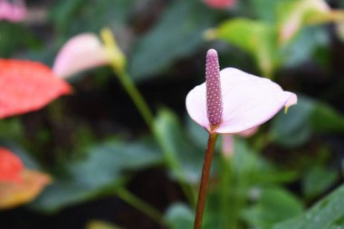 Mor spadix çiçek parkta için arka plan bulanıklık