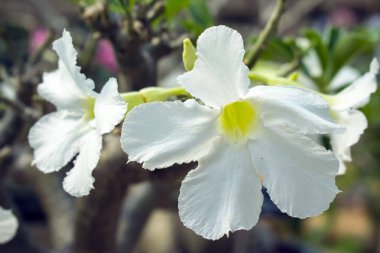 Arka plan bulanık ile beyaz açelya çiçek