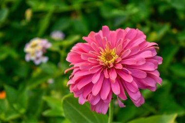 Güzel pembe gerbera çiçek yeşil doğa arka plan üzerinde
