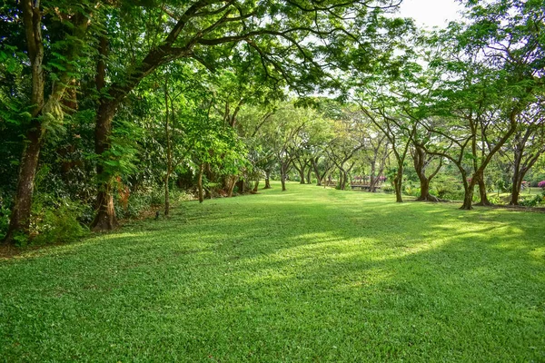 Öffentlicher Park mit grüner Rasenfläche, Baumpflanzenperspektive zum Mitmachen — Stockfoto