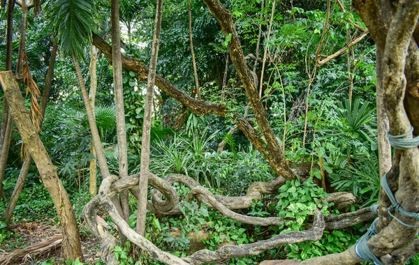 Vines, trees in the park