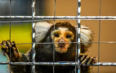 Maymun Marmoset beyaz baş içinde belgili tanımlık kafes