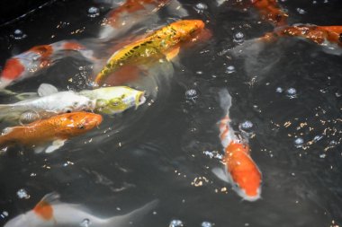 Tayland bok balık kuyu içinde yüzüyor