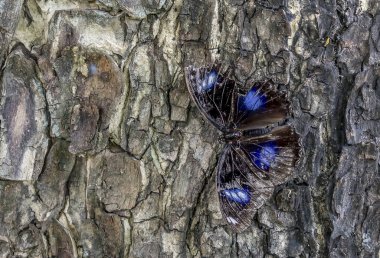 bir ağaç gövdesinde kelebek