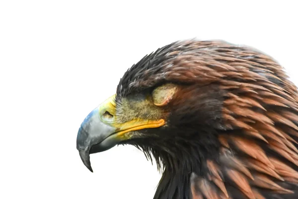 Steinadler schläft ein. isoliert auf weißem Hintergrund — Stockfoto