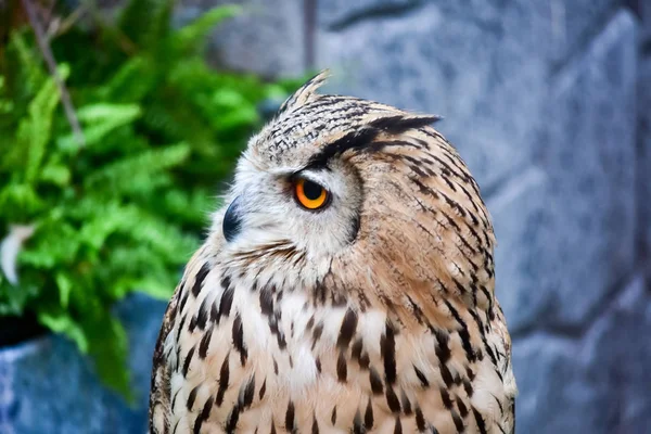 Eulen Porträt Seitenansicht — Stockfoto